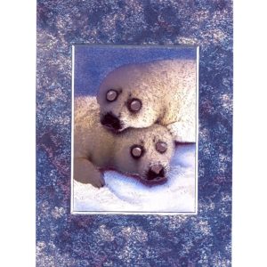 3697 Two Baby Seals