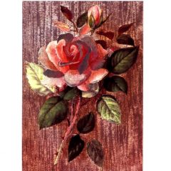 P1741 Pink Rose