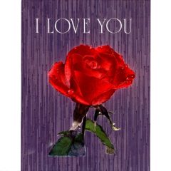6029 Red Rose – I Love You